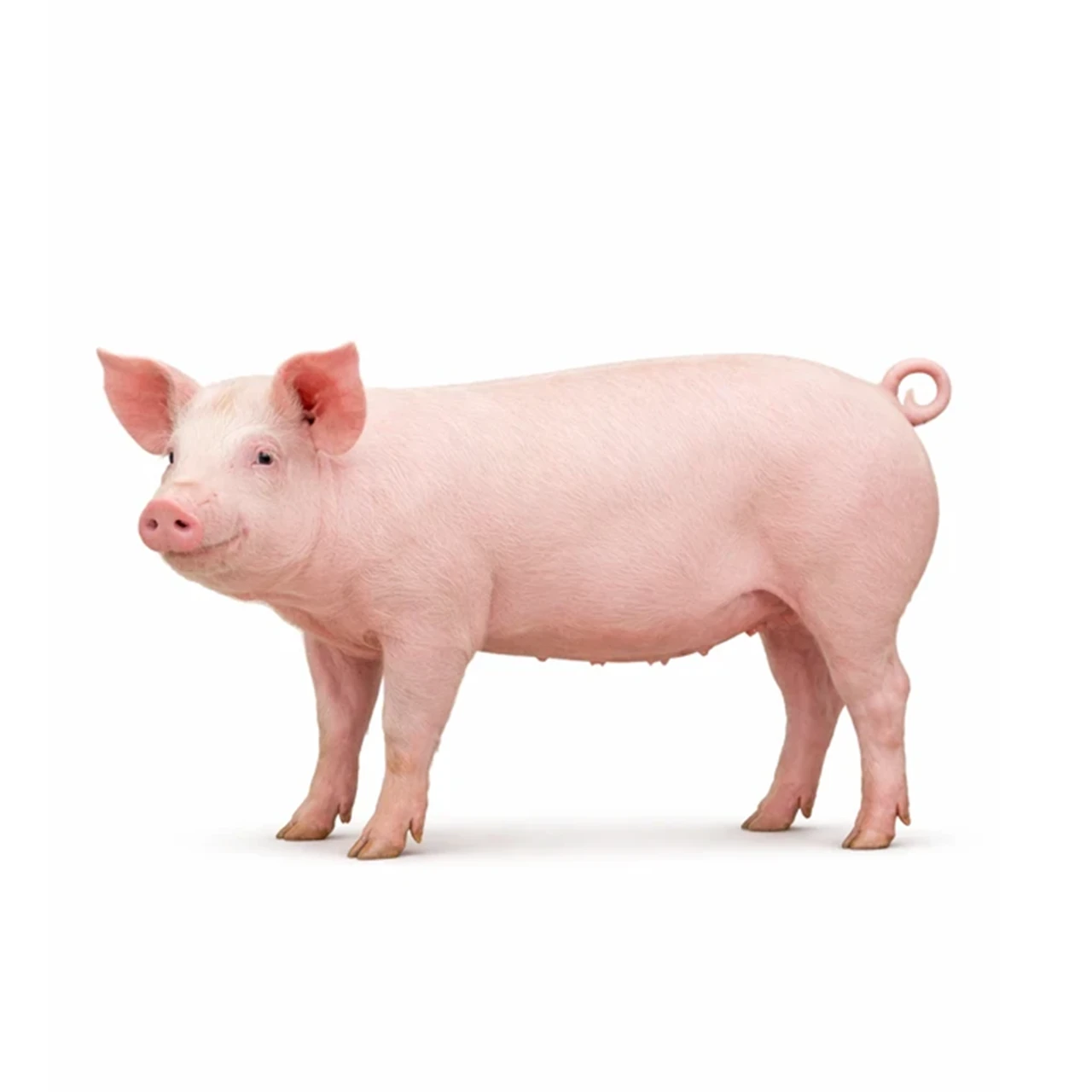 Porco Inteiro2 Suino Vivo Inteiro - Imagem 1